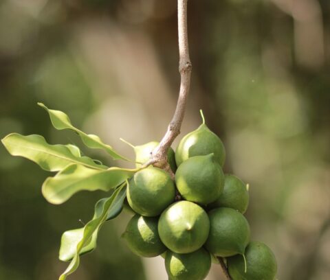 Macadamia_nuts_on_tree