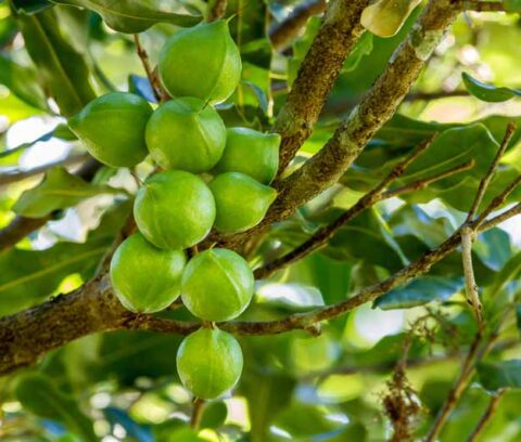 When-and-How-to-Harvest-Macadamia-Nuts-cover